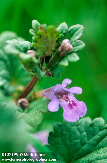 Glechoma hederacea