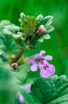 Gill-over-the-ground blossom & foliage detail