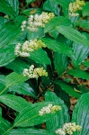 False Soloman's Seal blossoms & foliage wet w/ rain