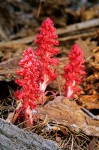 Snow Plant group of 3 among decaying wood
