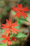 Silene californica