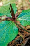 Giant Trillium blossom & foliage