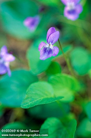 Viola nephrophylla