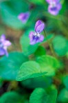 Kidney-leaf Violet