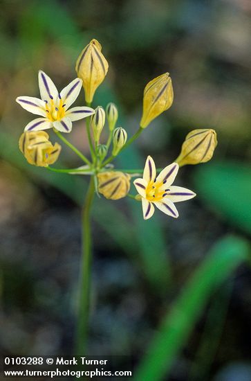 Triteleia hendersonii