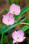 Pink Star Tulips