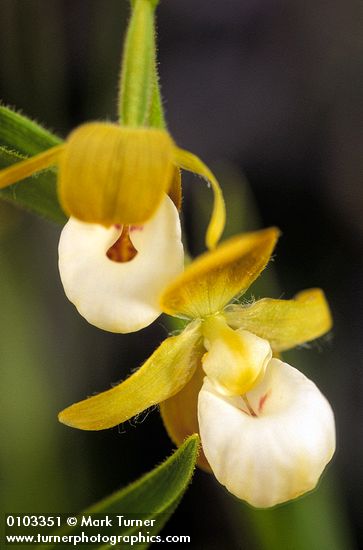 Cypripedium californicum