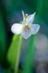 Western Bog Violet blossom detail