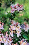 Rhododendron occidentale