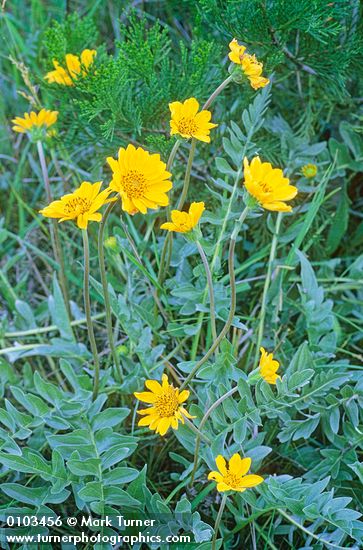 Balsamorhiza sericea