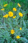 Balsamorhiza sericea