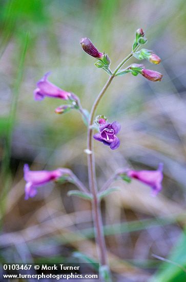 Penstemon laetus