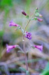 Gay Penstemon