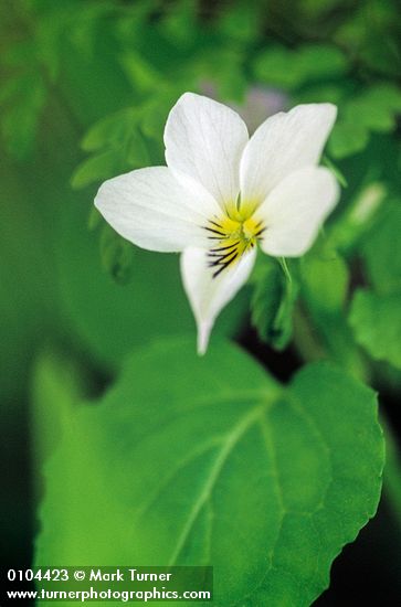 Viola canadensis