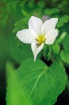 Viola canadensis