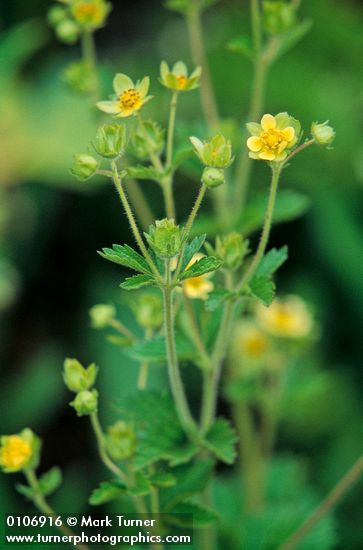 Potentilla glandulosa