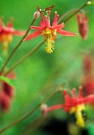 Western (Red) Columbine blossoms