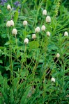 Polygonum bistortoides