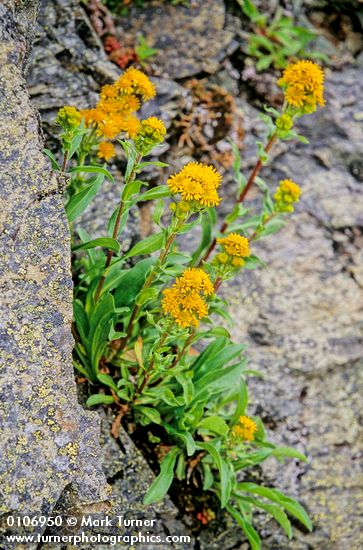 Solidago multiradiata