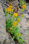 Solidago multiradiata