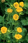 Fanleaf Cinquefoil blossoms & foliage detail