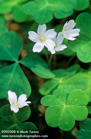 Oxalis oregana