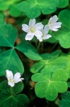 Redwood Sorrel