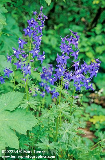 Delphinium trolliifolium