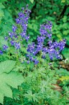 Delphinium trolliifolium