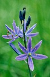 Common Camas blossoms