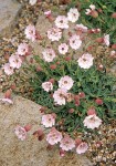 Silene vulgaris 'Rosea'