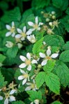 Trailing Blackberry (Dewberry) blossoms & foliage