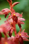 Striped Coralroot blossoms detail