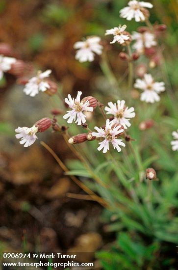 Silene parryi