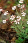 Silene parryi