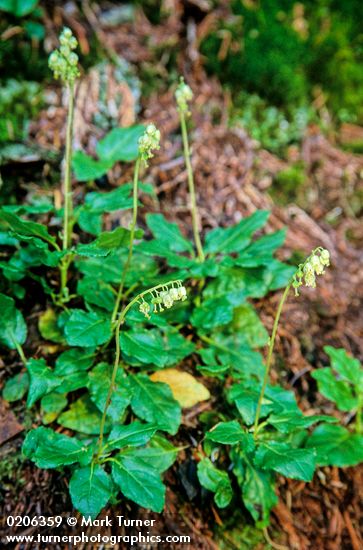 Orthilia (Pyrola) secunda