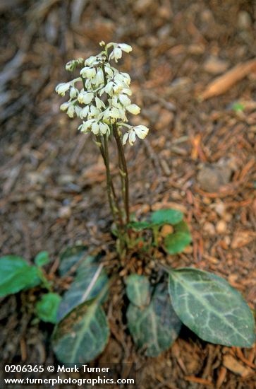 Pyrola picta