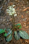 White-veined Pyrola