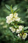 Rhododendron albiflorum