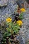 Erigeron aureus