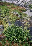 Green Corn Lily, Leatherleaf Saxifrage border subalpine meadow stream