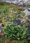 Veratrum viride