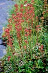 Leatherleaf Saxifrage