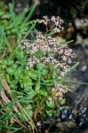 Saxifraga nelsoniana ssp. cascadensis