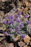 Phacelia sericea var. sericea