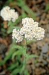 Common Yarrow blossoms