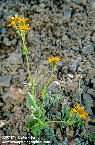 Arnica nevadensis