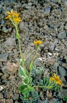 Arnica nevadensis on subalpine scree