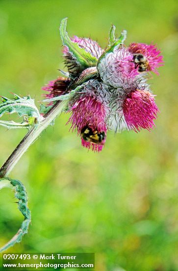 Cirsium brevistylum