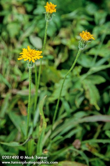 Hieracium triste